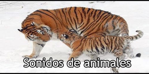 Sonidos de animales - Spanishcircles